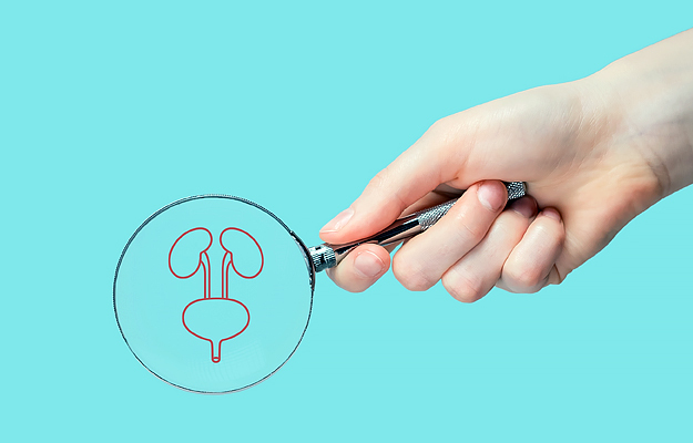 A close-up of a hand holding a magnifying glass over an illustration of the human kidneys and bladder.