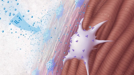 Fibroblast protected from IL-1 by antibodies