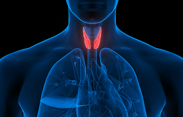 An illustration of a human thyroid gland.