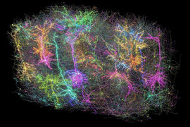 Colorful image of numerous interconnected cells in the mouse brain.