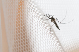 Mosquito on a mosquito net.