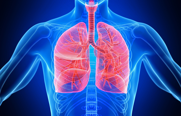 An illustration of human lungs.