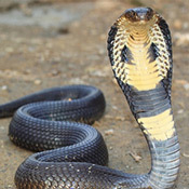 Focus: Antivenom, an essential medicine in need of a 21st century makeover 