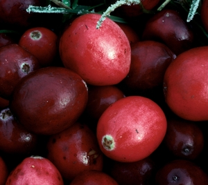 cranberry
