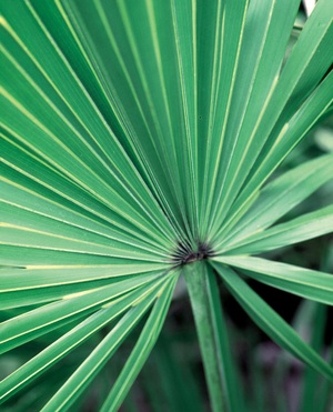 Saw palmetto 