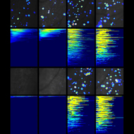 Population activity analysis from movies of neurons responding to brushing and pinching 