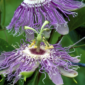 passionflower