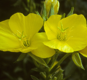 Evening primrose flower 
