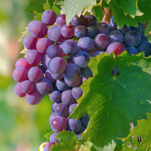Grape seed extract; image of grapes