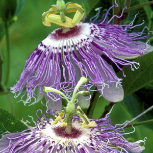 Passionflower