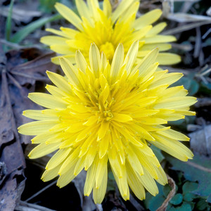 Dandelion 