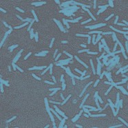 Bacteroide-fragilis