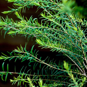 Tea tree image of branches and leaves