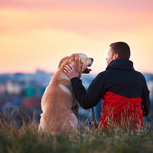 Enjoying sun. Man is caressing yellow labrador retriever. Young man sitting on the hill with his dog. Amazing sunrise in the city.