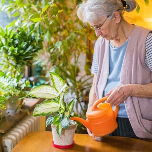 Older woman watering a plant in a room with an orange watering can. 