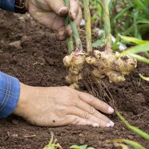 Ginger roots or Zingiber Officinale Rizoma harvested from organic field