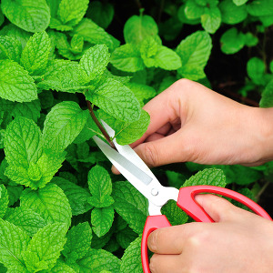 Peppermint 