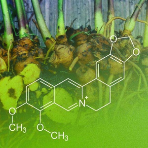 Berberine