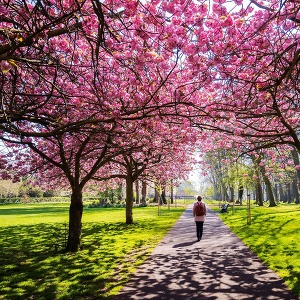 Seasonal Allergies