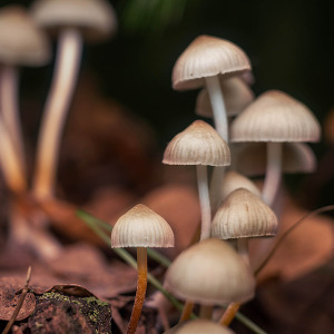 Psilocybin for Mental Health and Addiction