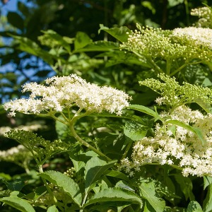  Elderberry: Science and Safety 