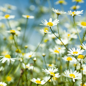 chamomile