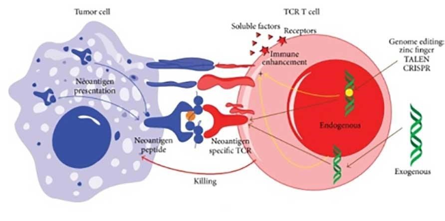 immune-cell-killing-tumor-cell-expressing-neoantigens-enlarge