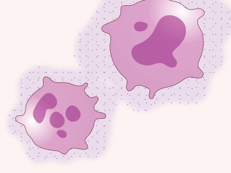 Genetically engineered myeloid cells (pink) to deliver an anticancer signal (purple dots) to sites where cancer may spread.