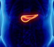 A 3-D rendering of a human pancreas.