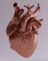 An illustration of the human heart.