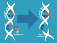 PARP inhibitors block PARP proteins from repairing damaged DNA, leading to further DNA damage and cell death.