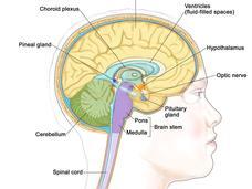 different regions of the brain