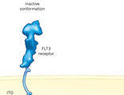 FLT Mutations