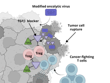 Modified cancer-infecting virus blocks the immune-suppressing protein TGF-beta and regulatory T cells 