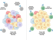 When tumors have low genetic diversity, immune checkpoint inhibitors shrink tumors and can control them for months.