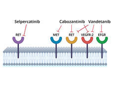Selpercatinib targets abnormal RET proteins, whereas cabozantinib and vandetanib target several cancer-related proteins, including RET.