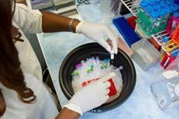 A laboratory scientist working with gloved hands, picking up specimens in vials from an ice bath.