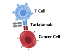 Tarlatamab latches onto tumor cells and T cells, bringing them close together and helping the T cells recognize and destroy cancer cells.