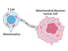 A subset of cancer cells, using nanotubes, removes mitochondria from nearby T cells to use for their own energy needs.