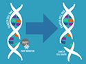 DNA Break PARP Inhibitor