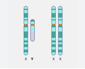 Illustration of Y chromosome