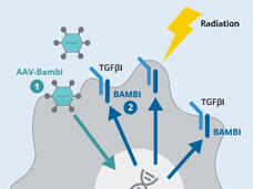 A bolt of radiation boost levels of the BAMBI protein in an immune cell.