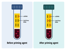 Drawing shows 2 test tubes, before priming agent and after priming agent. The after test tubs has more circulating tumor DNA.