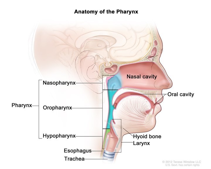 The pharynx is a hollow, muscular tube inside the neck that starts behind the nose and opens into the larynx and esophagus.