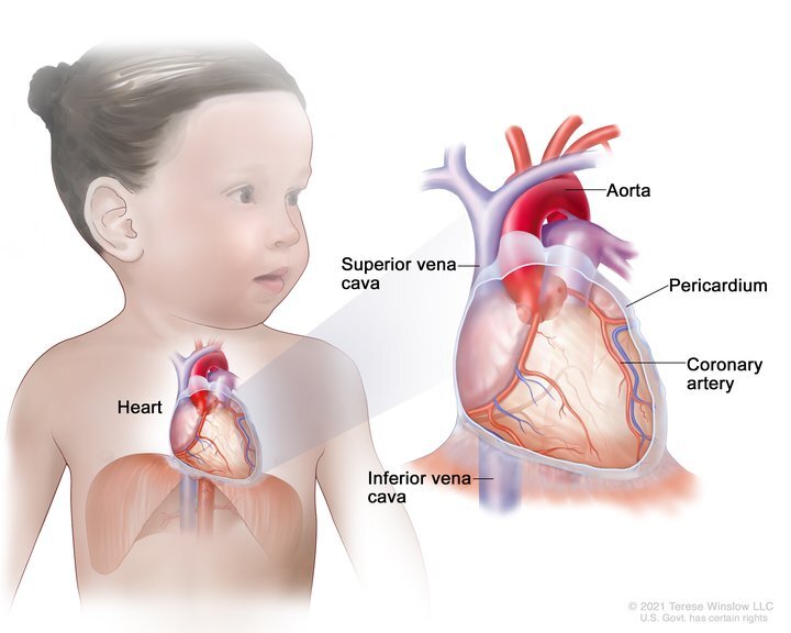 medical illustration shows the anatomy of a heart in a young child