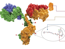 An antibody finds its target antigen (orange) on a cancer cell and releases a cytotoxic drug into the cell.