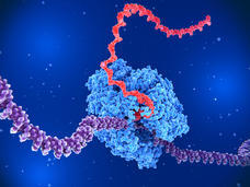An enzyme (blue) unwinding a DNA strand (purple) to produce an mRNA strand (red). 