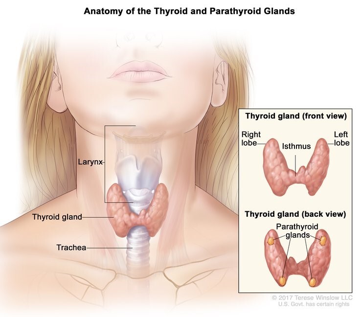 medical illustration of the thyroid