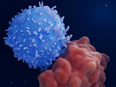 T cell attacking cancer cell