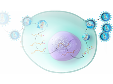 Illustration of a retrovirus infecting a host cell. 